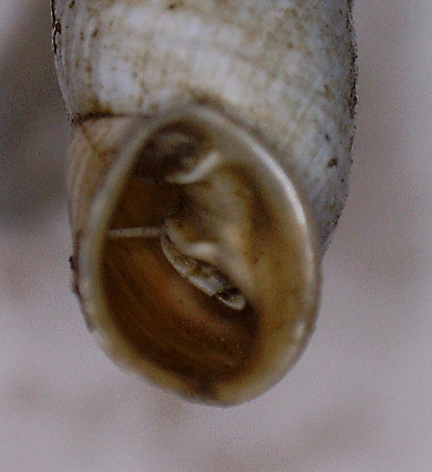 Gliki. Albinaria da identificare